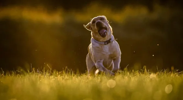A yellow labrador running through a field of grass