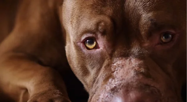 A brown pitbull rescue