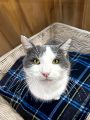 grey and white cat looking at camera