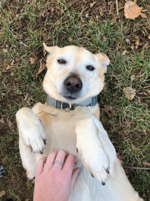A dog laying on its back