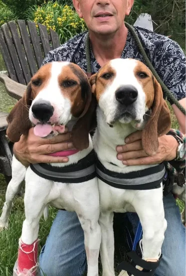 Two beagle rescues after getting adopted
