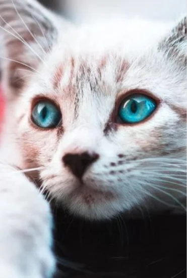 A rescue kitten with blue eyes
