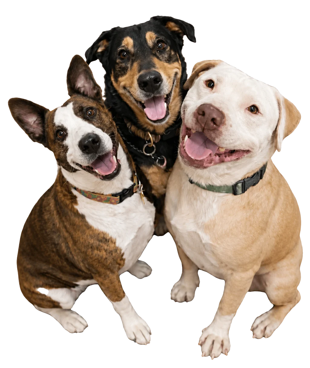 three dogs smiling