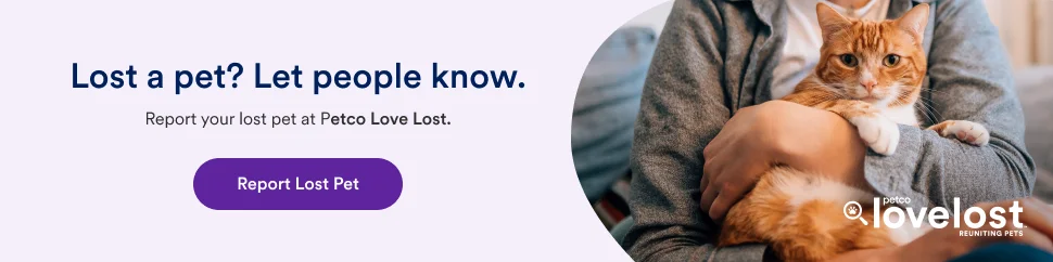 Report a Missing Pet Banner