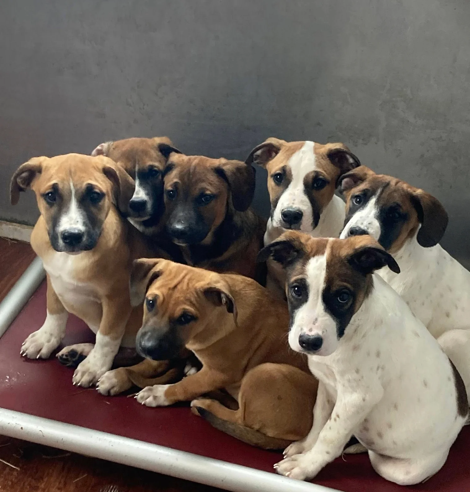 litter of puppies on cot