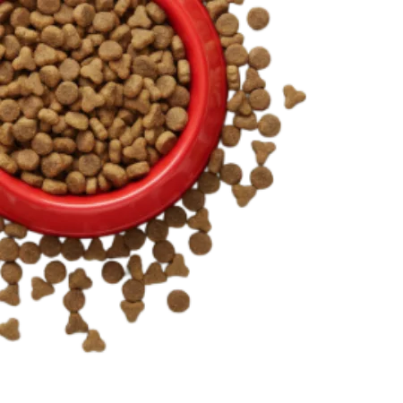 food bowl with kibble
