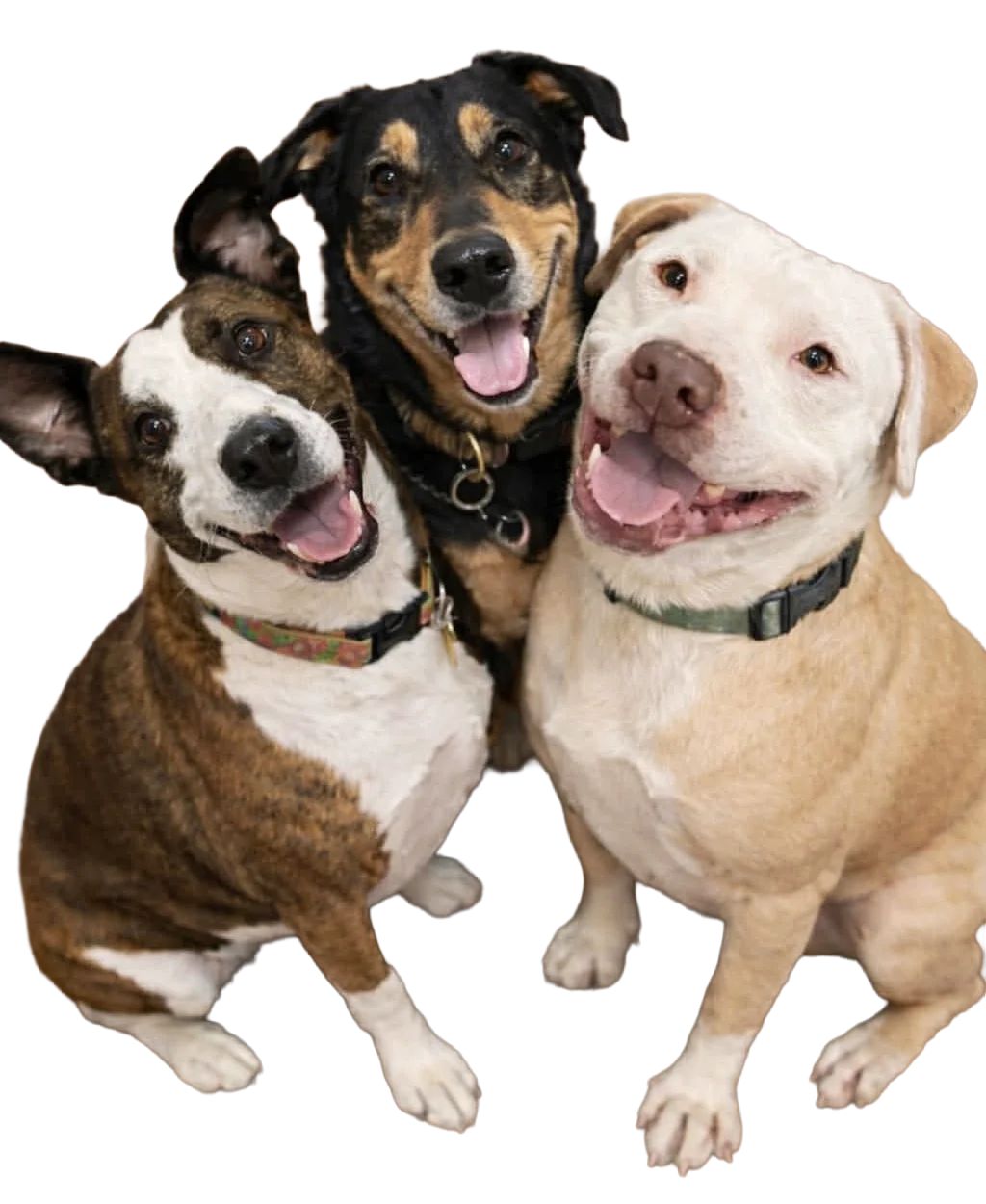 three dogs smiling