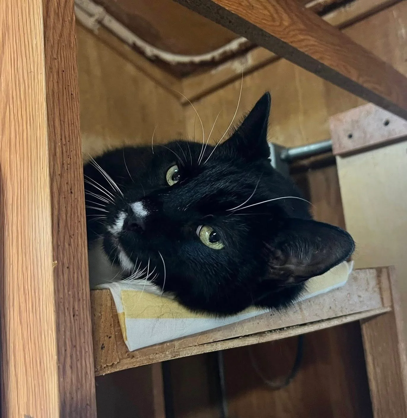 black and white cat laying in barn