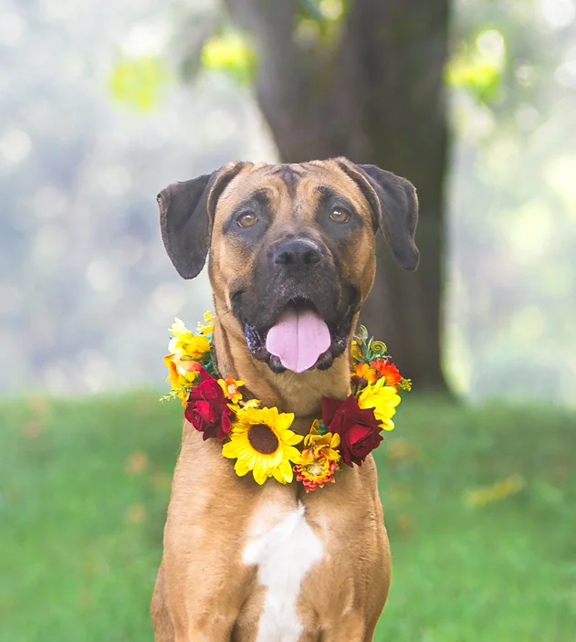 dog smiling with flower necklace
